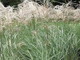 Miscanthus Sinensis 'Kleine Fontaine' (Maiden Grass Kleine Fontaine)