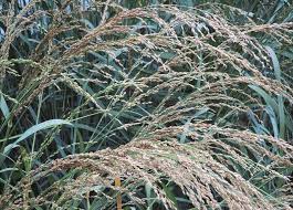 Panicum amarum (Coastal Panic Grass)