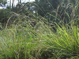 Microlaena stipoides (Weeping Grass)