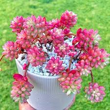 Sedum Rubrotinctum ‘Aurora’ (Pink Jellybeans)