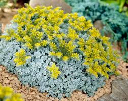 Sedum Spathulifolium ‘Cape Blanco’ (Cape Blanco Sedum)