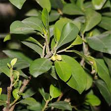 Ficus Microcarpa ‘Hillii’ Standards (Indian Laurel Fig)