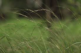 Microlaena stipoides (Weeping Grass)