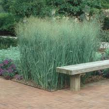 Panicum Virgatum 'Heavy Metal'