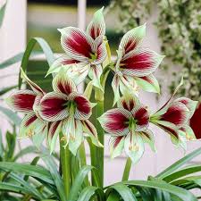 Hippeastrum Papillio (Amaryllis)