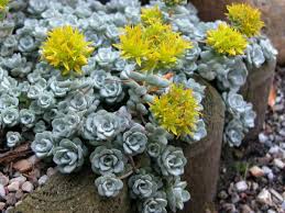 Sedum Spathulifolium ‘Cape Blanco’ (Cape Blanco Sedum)