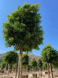 Ficus Microcarpa ‘Hillii’ Standards (Indian Laurel Fig)
