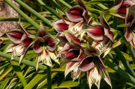 Hippeastrum Papillio (Amaryllis)
