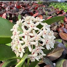 Hoya Australis (Wax Vine)