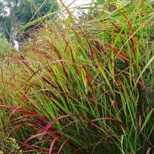 Panicum Virgatum ‘Rotstrahlbusch’ (Switchgrass)