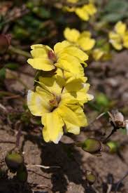 Goodenia Paniculata (Hop Goodenia)