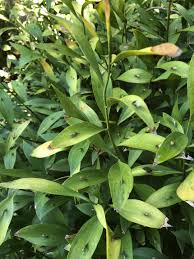 Ruscus hypoglossum (Spineless Butcher's Broom)