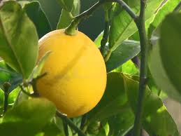 Citrus Limon ‘Meyer’ (Lemon)