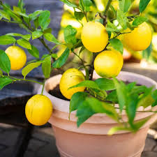 Citrus Limon ‘Meyer’ (Lemon Meyer Dwarf)