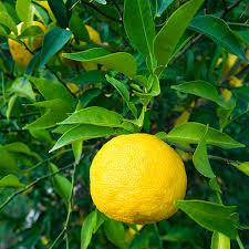 Citrus Unshiu ‘Robbie Engalls Seedless’ (Mandarin) Grafted