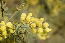 Acacia Parramattensis (Parramatta Wattle)
