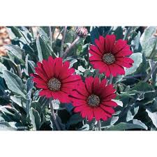 Arctotis Spp. ‘Plum’ (African Daisy)