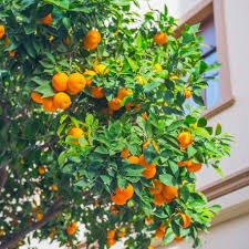 Citrus Sinensis ‘Valencia Seedless’ (Orange) Grafted