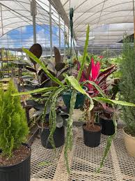 Lepismium Cruciforme (Jungle Cactus)