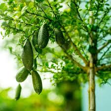 Citrus Australasica ‘Tasty Green’ (Finger Lime)