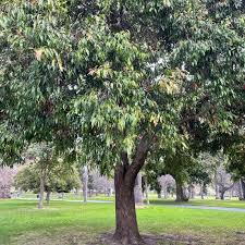 Waterhousia Floribunda (Weeping Lilly Pilly)