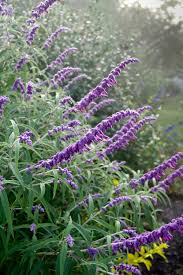 Salvia leucantha ‘Purple’ (Purple Mexican Bush Sage)