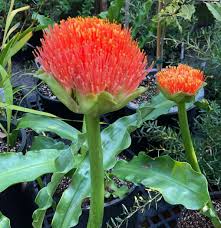 Scadoxus puniceus (Paintbrush Lily)