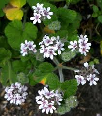 Pelargonium australe (Austral Storksbill)