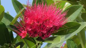 Xanthostemon Chrysanthus ‘Red Tops’ (Golden Penda)