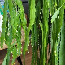 Lepismium Houlletianum (Houllet’s Cactus)