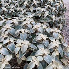 Strobilanthes Gossypinus (Persian Shield)