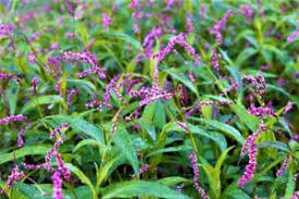 Persicaria decipiens (Slender Knotweed)