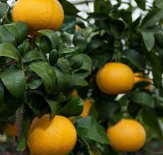 Citrus Paradisi ‘Red’ (Grapefruit)