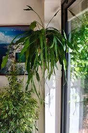 Lepismium Houlletianum (Houllet’s Cactus)