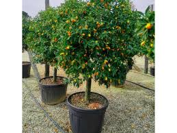 Citrus Japonica ‘Nagami Dwarf’ (Kumquat)