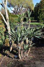 Yucca recurvifolia (Curve-leaf Yucca)