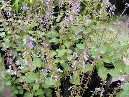 Plectranthus parviflorus (Little Spurflower / Cockspur Flower)
