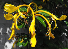 Lonicera Hildebrandiana (Giant Burmese Honeysuckle)
