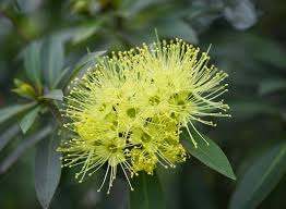 Xanthostemon Chrysanthus ‘Expo Gold’ (Golden Penda)
