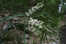 Lomatia myricoides (River Lomatia)