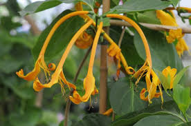 Lonicera Hildebrandiana (Giant Burmese Honeysuckle)