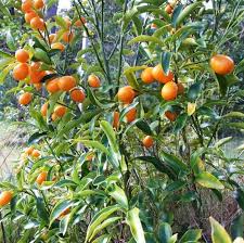 Citrus Japonica ‘Nagami Dwarf’ (Kumquat) Grafted