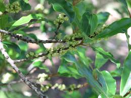 Myrsine Howittiana (Muttonwood)