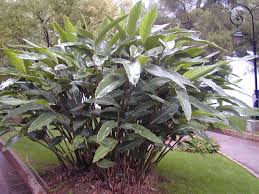Alpinia Zerumbet (Shell Ginger)