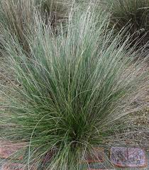 Poa Poiformis Var. Poiformis (Coastal Tussock Grass)