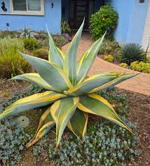 Agave Guiengola ‘Creme Brulee’ (Creme Brulee Agave)