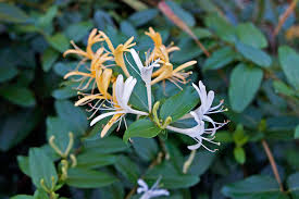 Lonicera Japonica (Japanese Honeysuckle)