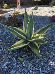 Agave Guiengola ‘Creme Brulee’ (Creme Brulee Agave)