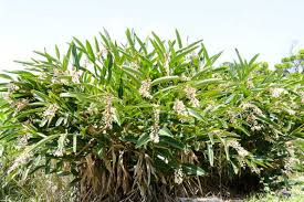 Alpinia Zerumbet (Shell Ginger)
