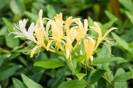Lonicera Japonica (Japanese Honeysuckle)
